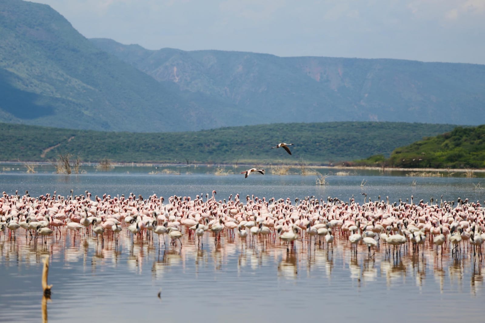 Bogoria Flamingos