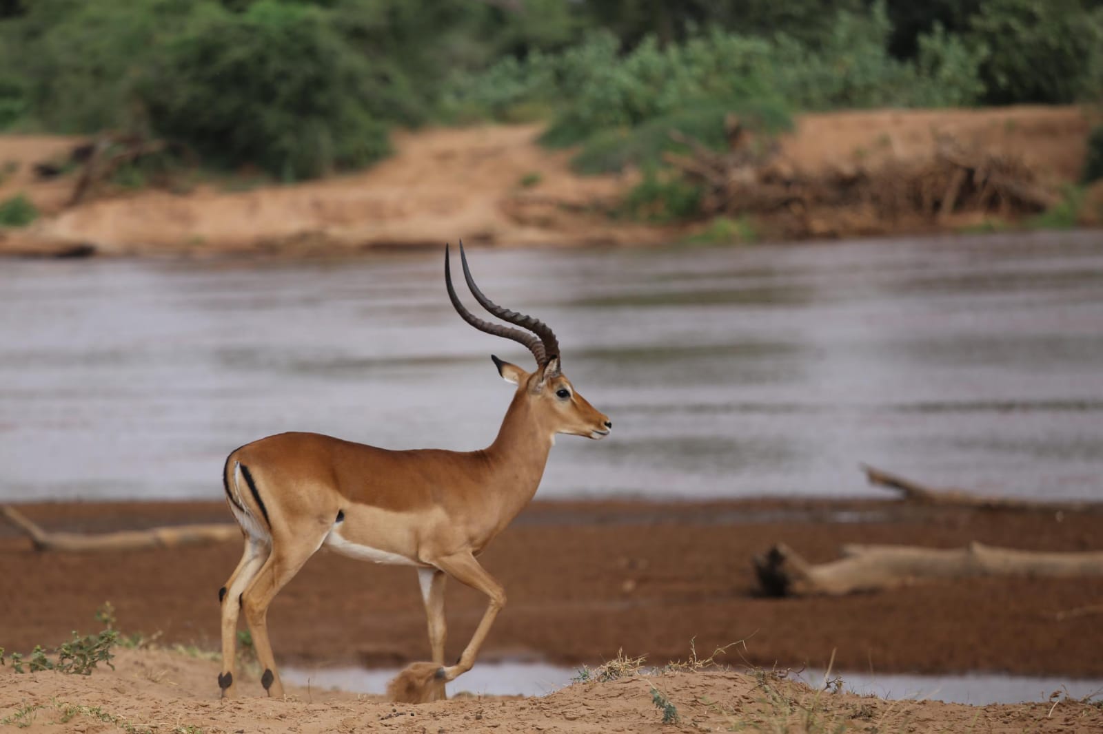 Curious Impala