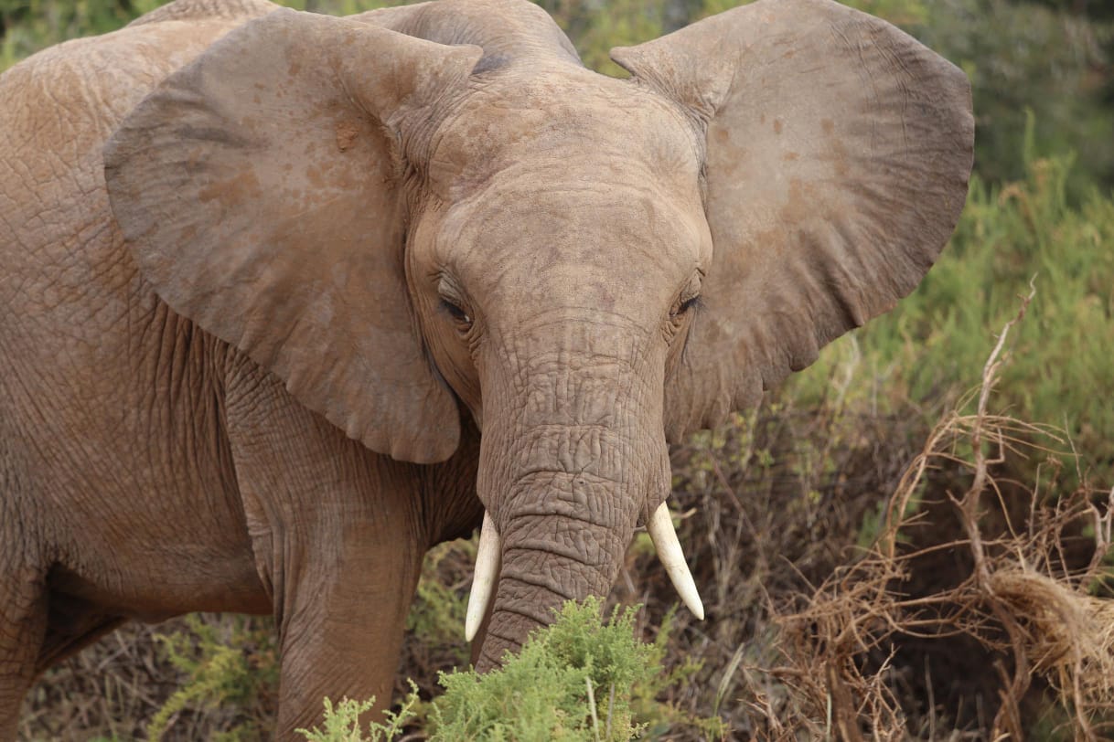 Elephant- Samburu