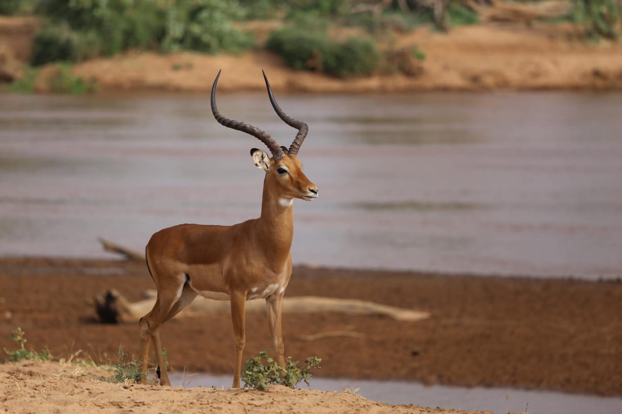 Ewasi Ngiro Impala