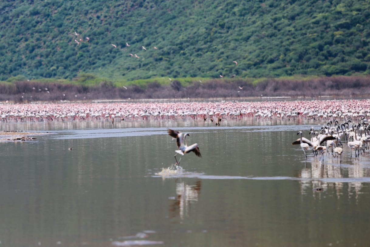 Flamingos- Bogoria