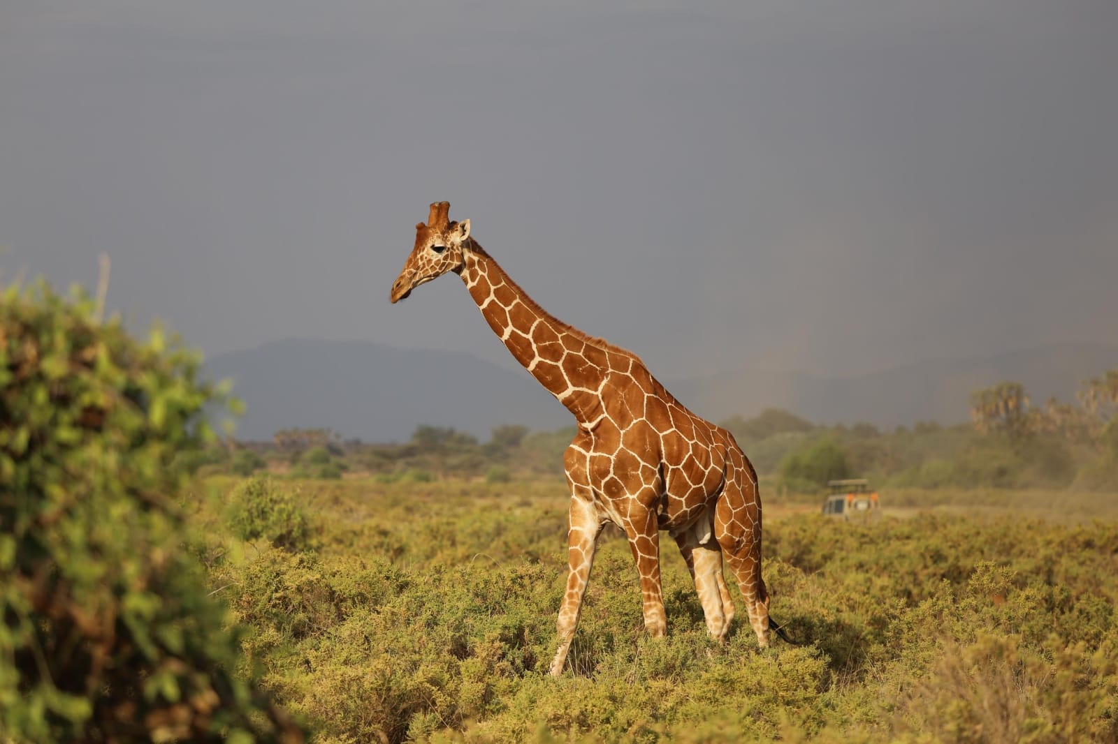 Giraffe at Samburu