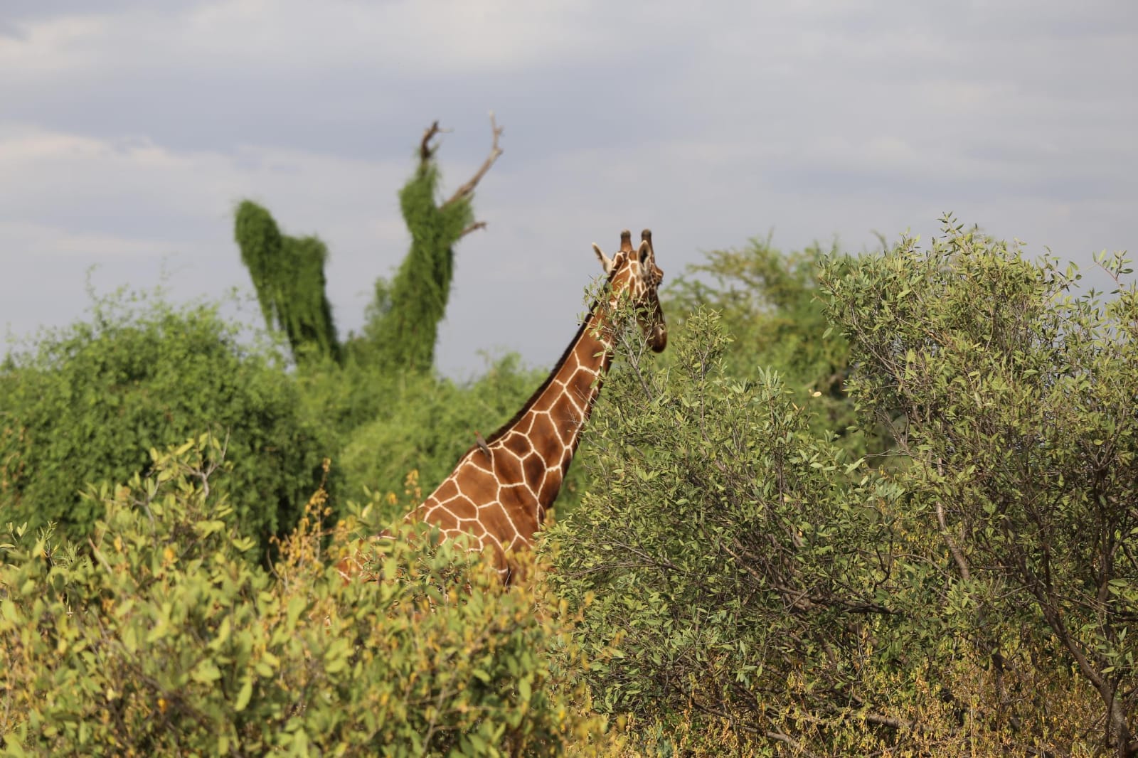 Samburu lone giraffe