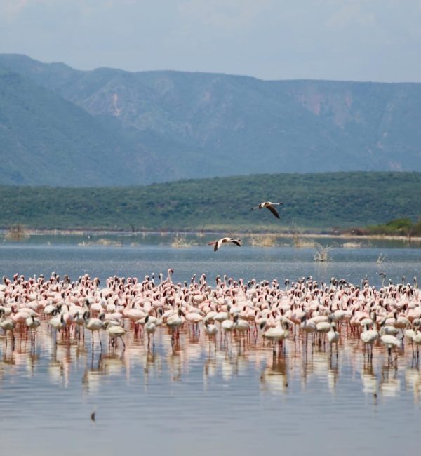 Bogoria Flamingos