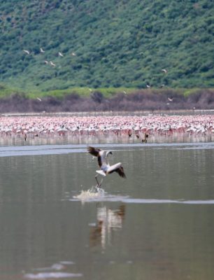 Flamingos- Bogoria