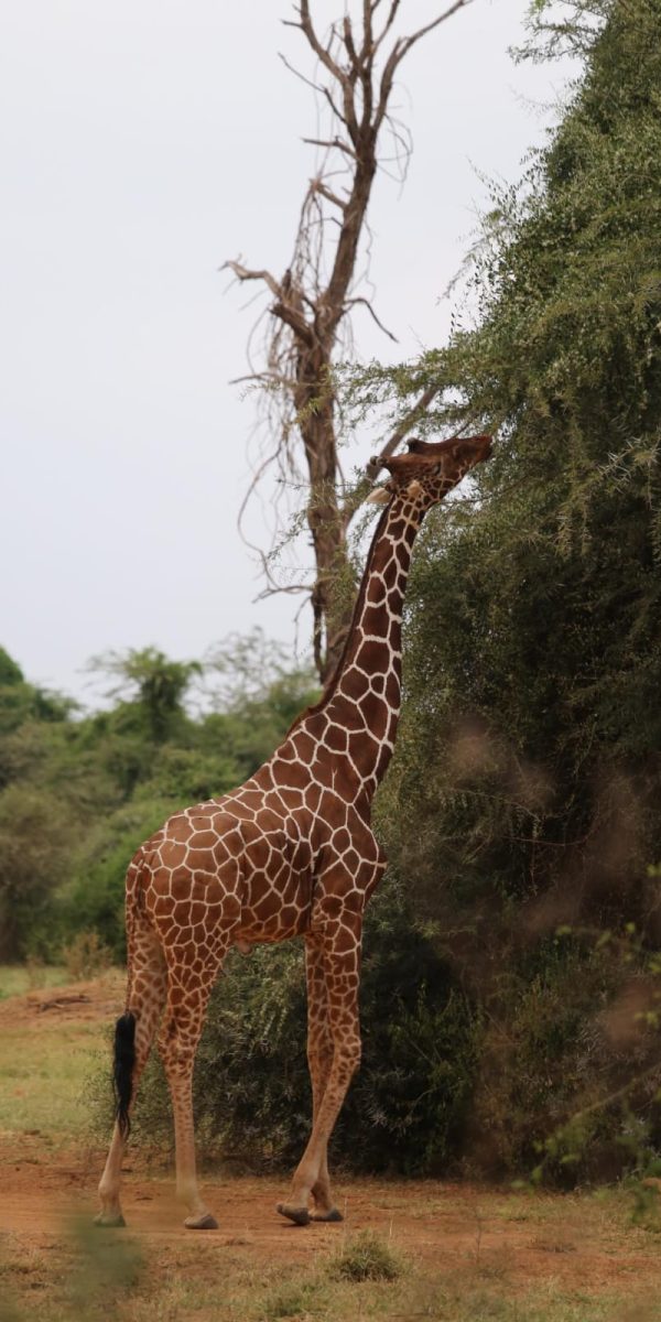 Grazing Giraffe