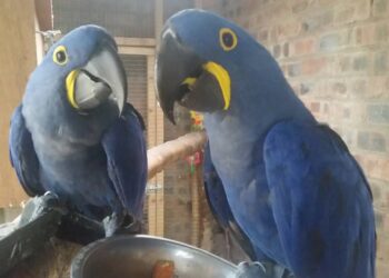 11 months old Hyacinth-Macaws