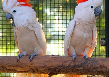 13 months old Swift_Umbrella Cockatoos