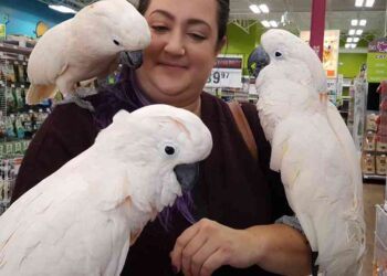 14 moths old Mulucan cockatoos