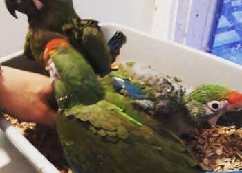 5 months old Military Macaws