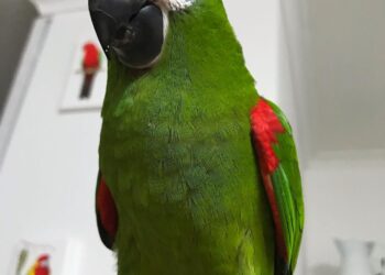 7 months old hahns Macaw