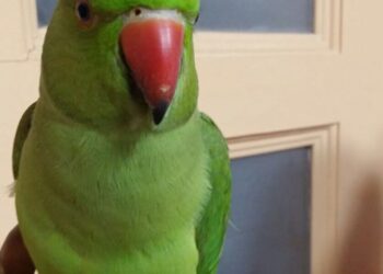 7_months_old_indian_ring_neck_parrot