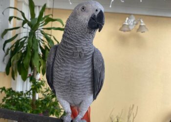 8 months congo africangrey_Swift