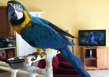 8 months old Blue and Gold Macaw