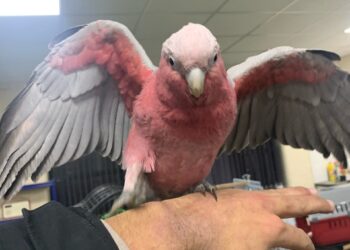 9 months old Rose-Breasted Galah cockatoos parrots