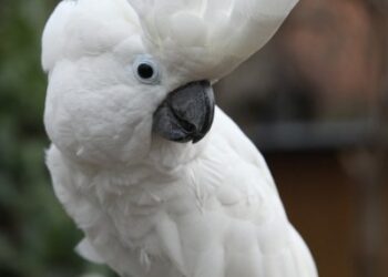 9 mothns old sulphur crested cockatoos