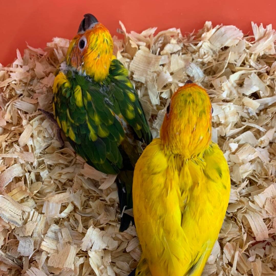 Baby conures (2)