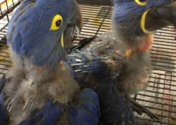 Baby hyacinths Macaw -3-months old