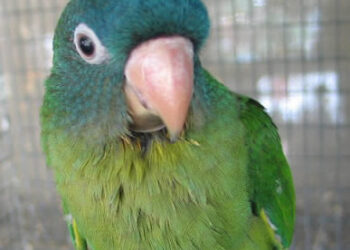 Blue crown conures1