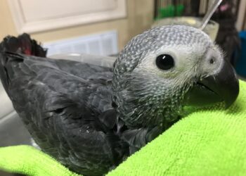 Timneh-African-Grey-Baby - 6 months old