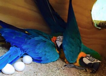 Blue and gold Macaw fertile eggs