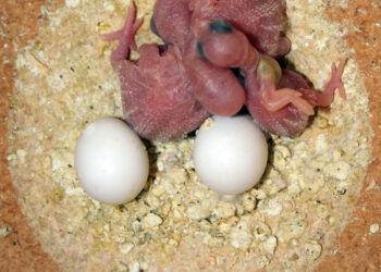 Fertile parrot eggs