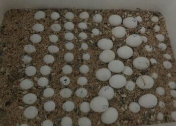 Fertilise parrot eggs