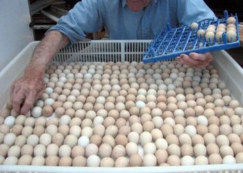 Fertilised parrot eggs