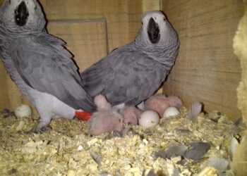 Fertilized eggs-African grey congo