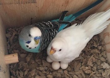 Parakeets fertilised eggs