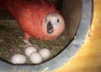 Parrot eggs fertile