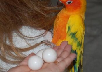 Sun Conure fertile eggs