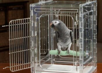 Transparent parrot cage