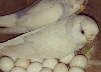 Whaite Parrot eggs for sale